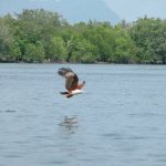 Langkawi - Arenden excursies